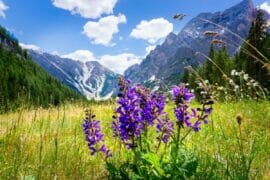 Wolves Bane History Beautiful but Deadly: The Sinister Symbolism of Wolf’s Bane Flowers ...