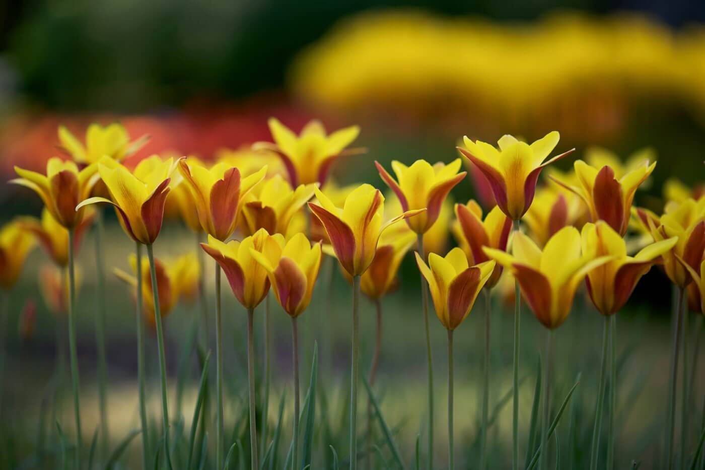 How To Grow Lady Tulips (Tulipa clusiana) at Home
