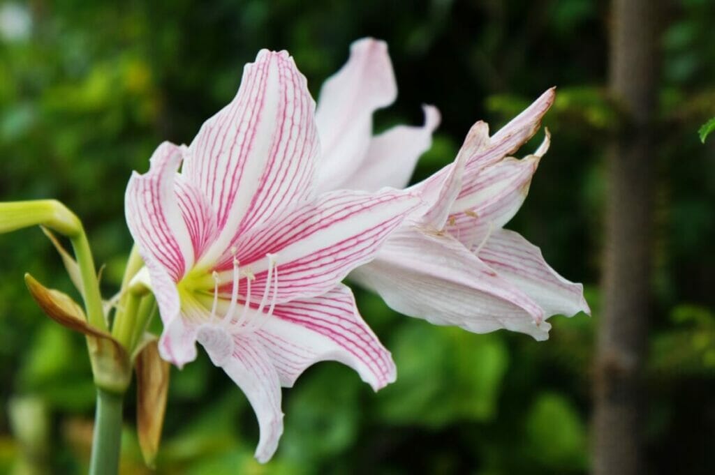 White and pink striped Amaryllis Belladonna Plants in bloom