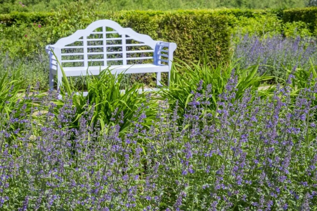 How to Care for Catnip Plants