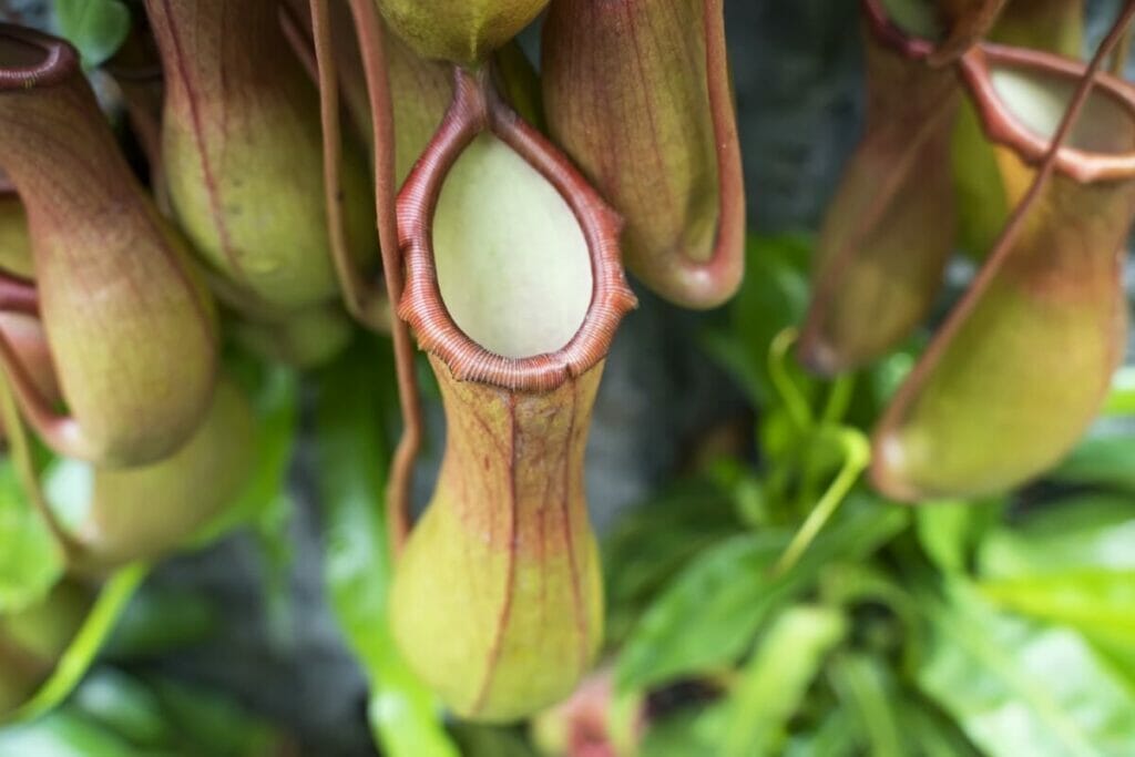 How to Care for Pitcher at Home