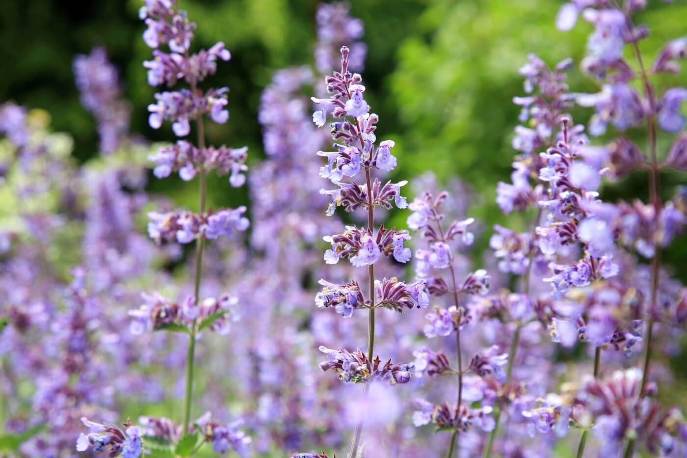 How to Grow Catnip (Nepeta) - Essential Tips