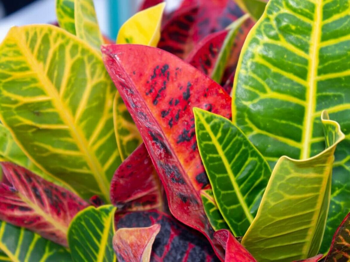 How to Grow and Care for Croton Plants at Home Petal Republic