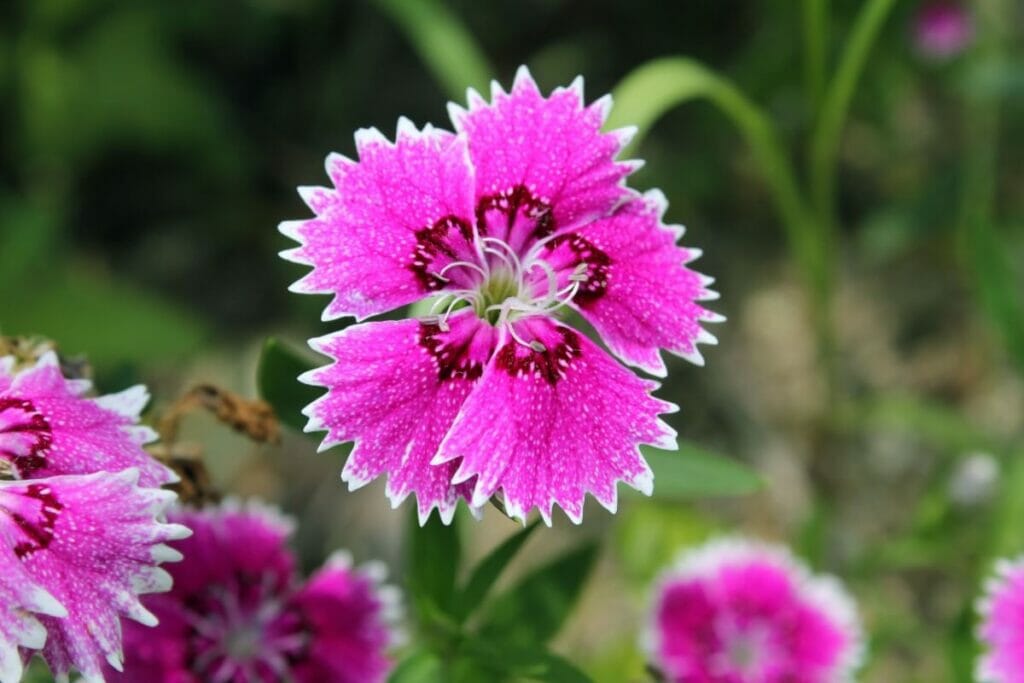 Bright pink Dianthus chinensis in bloom