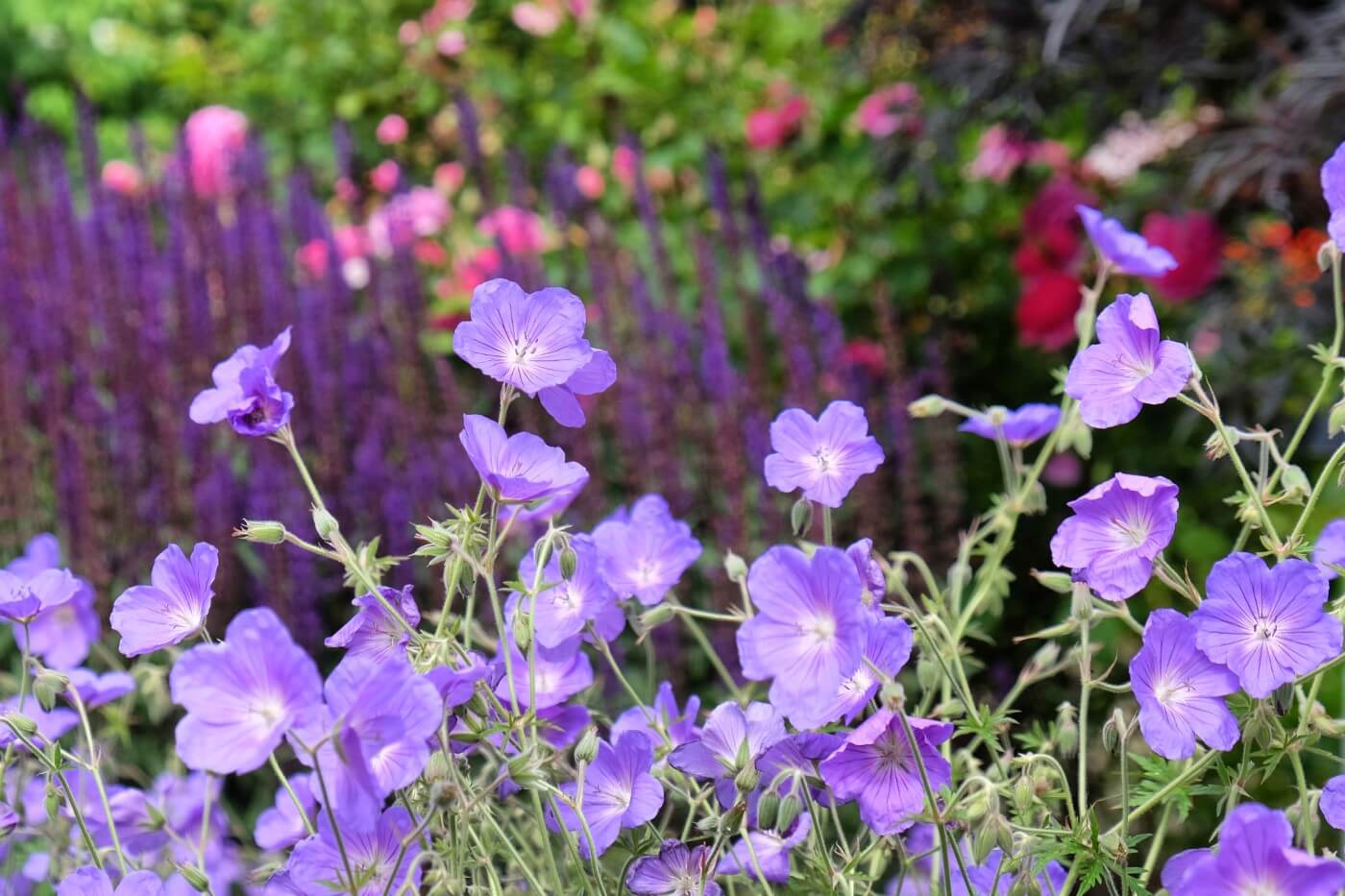 How to Grow Geranium Orion (Essential Tips)
