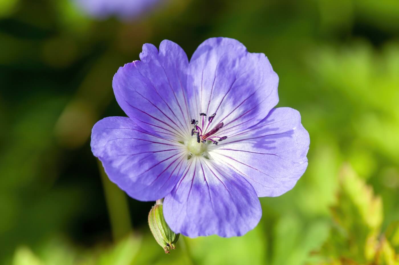 How to Grow and Care for Geranium Rozanne