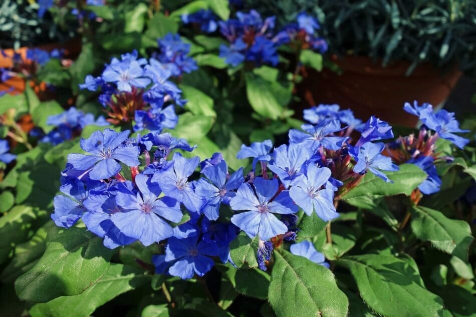 Lead Plant (Ceratostigma plumbaginoides)