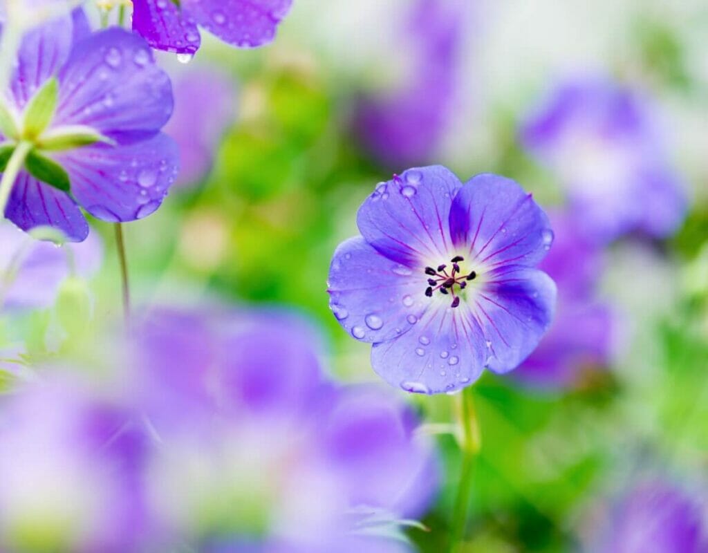 A small cluster of Geranium Rozanne Plants in bloom