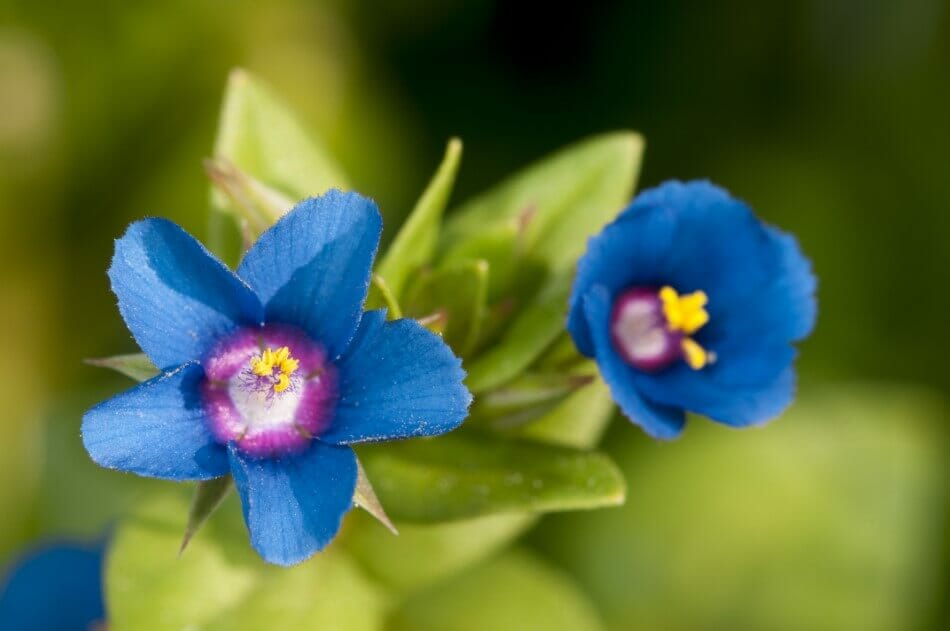 Poor Man's Weather Glass (Anagallis arvensis)