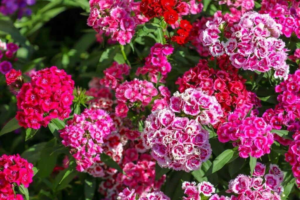 A cluster of colorful Dianthus chinensis flowers in bloom
