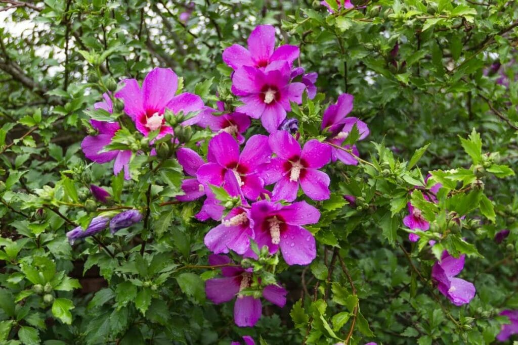 A cluster of Pink Hibiscus flowers in bloom