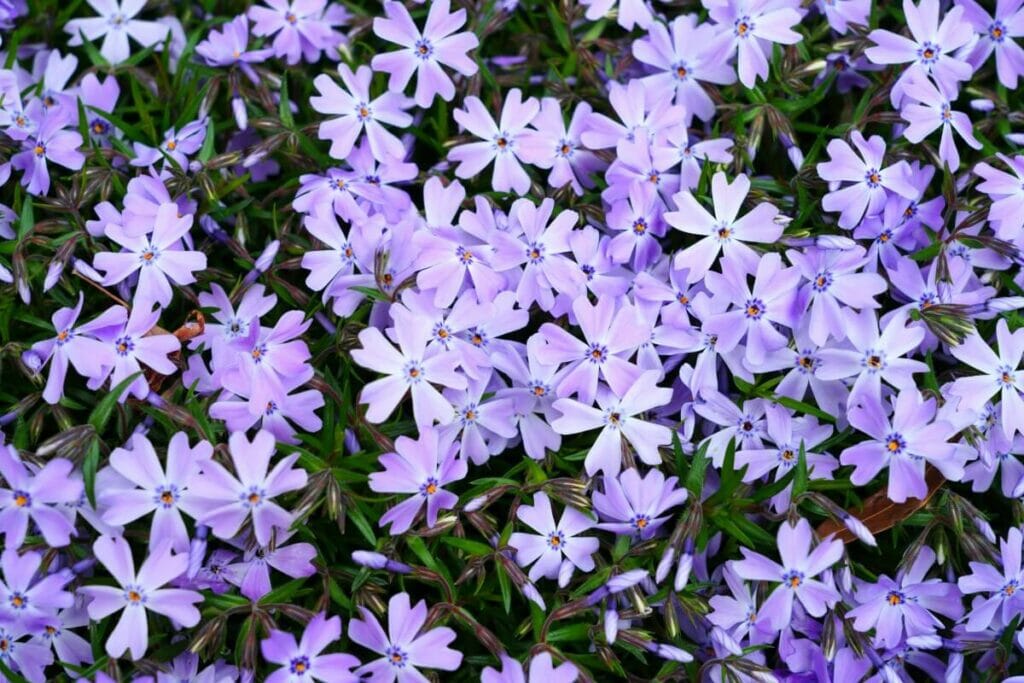 A close shot of blooming violet colored Creeping Phlox