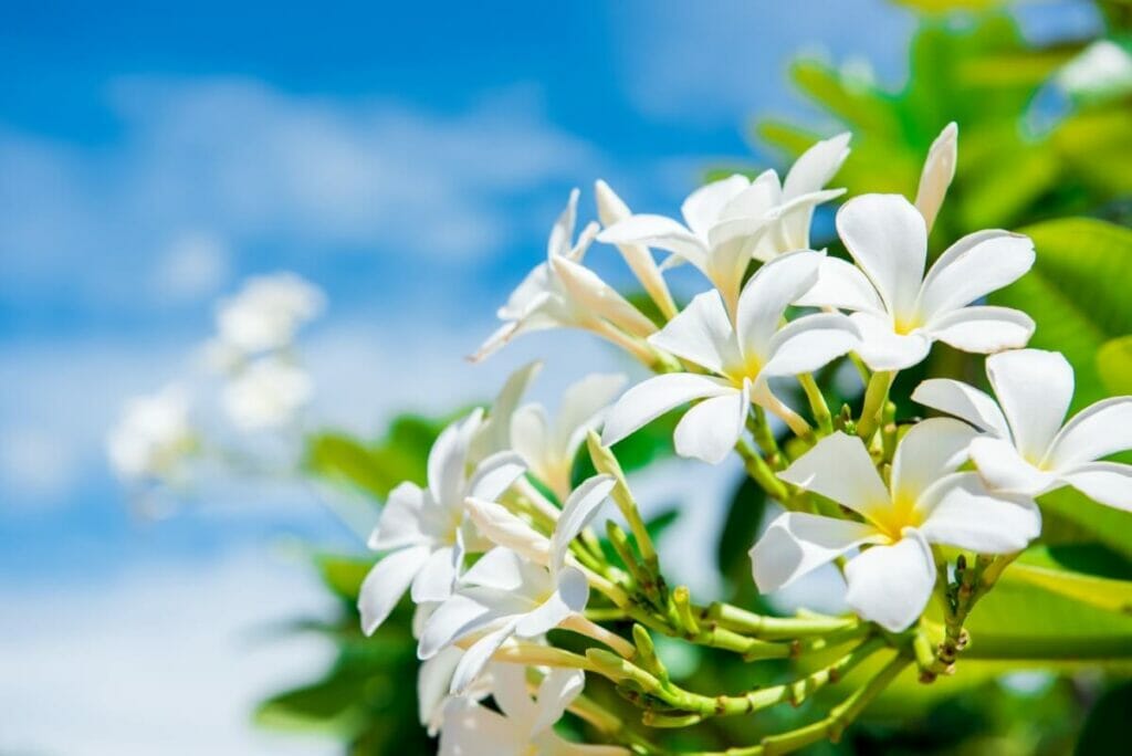 Pruning and Cutting Back Plumeria
