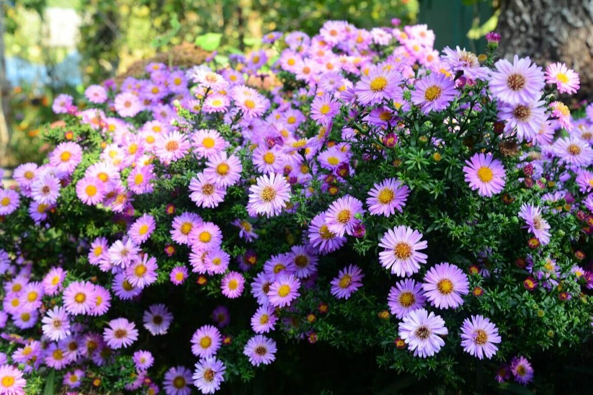 September Birth Month Flowers: Aster and Morning Glory - Petal Republic
