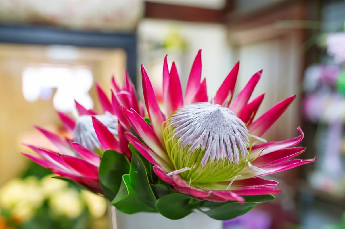 The Protea Phenomenon An Exploration of Beauty and Symbolism Petal
