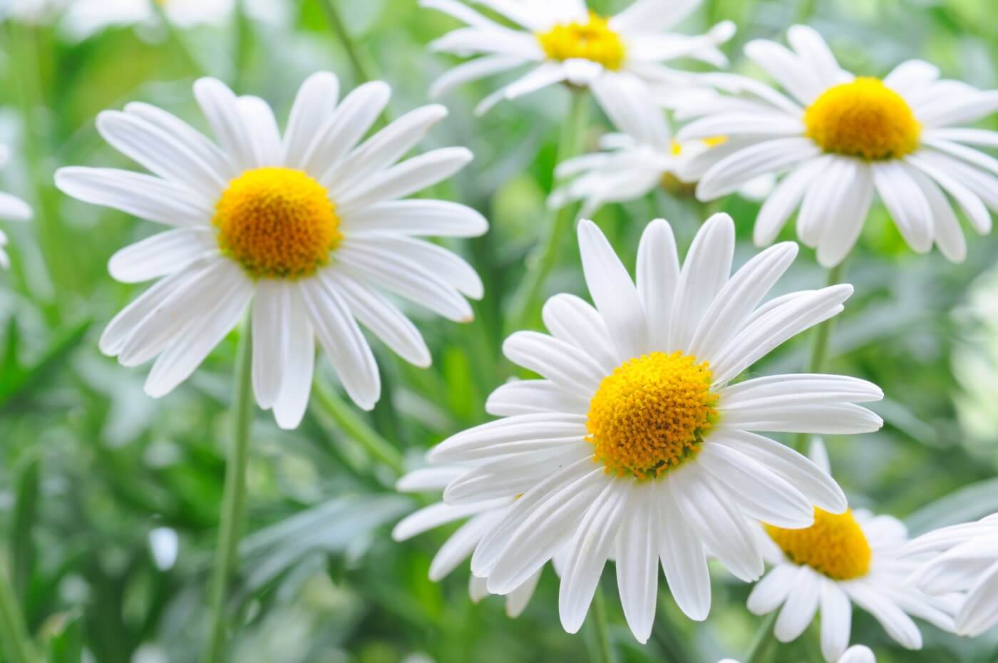 Ultimate Guide to Daisy Flower Meaning & Symbolism