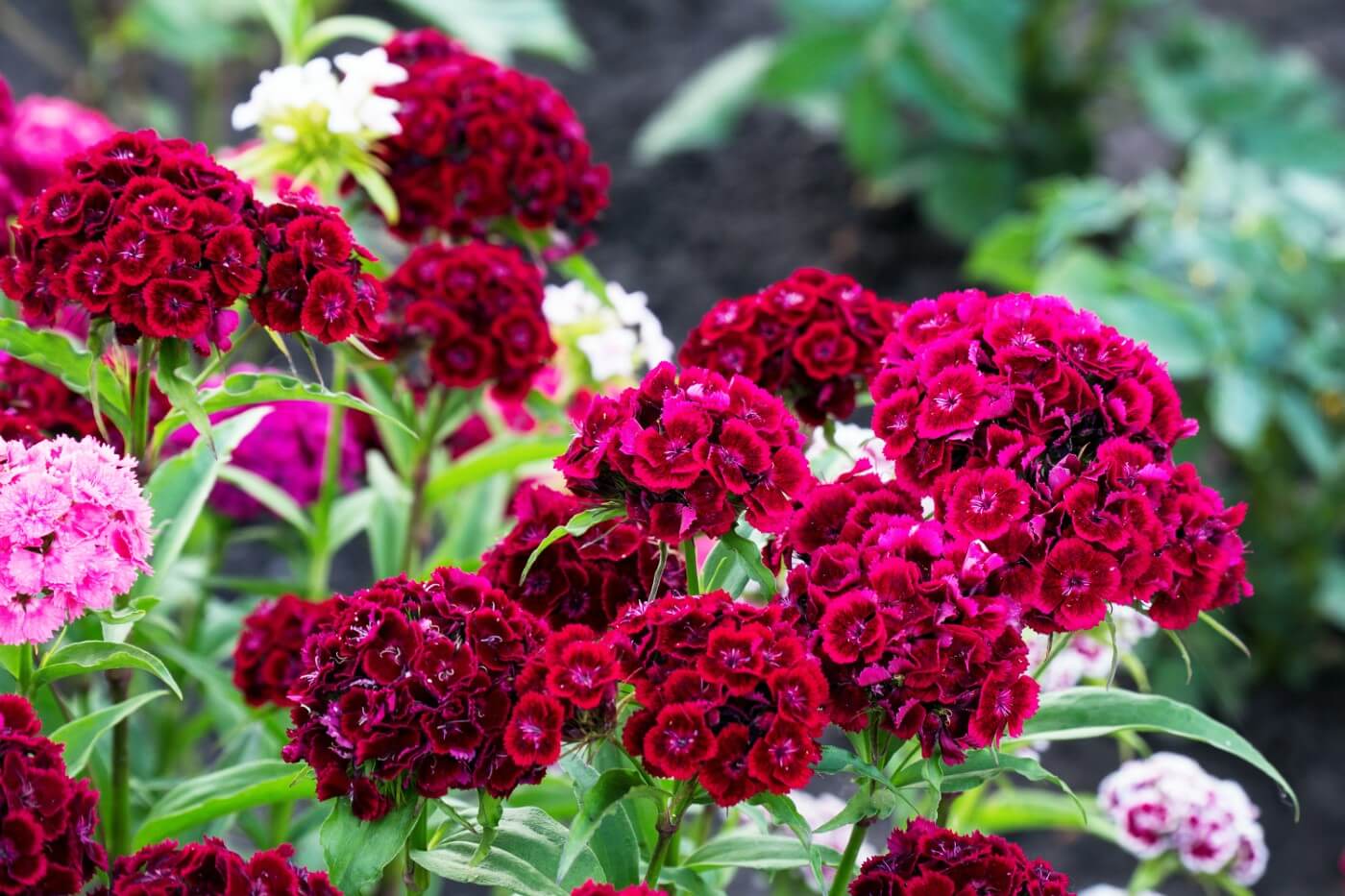 Ultimate Guide to Dianthus Flower Meaning and Symbolism