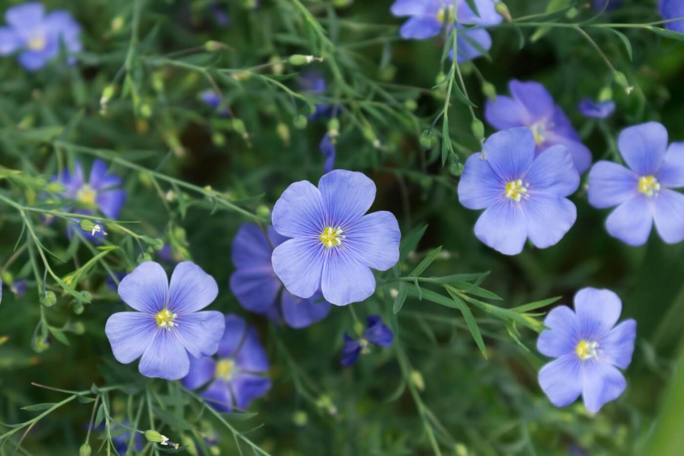 Ultimate Guide to Flax Flower Meaning and Symbolism