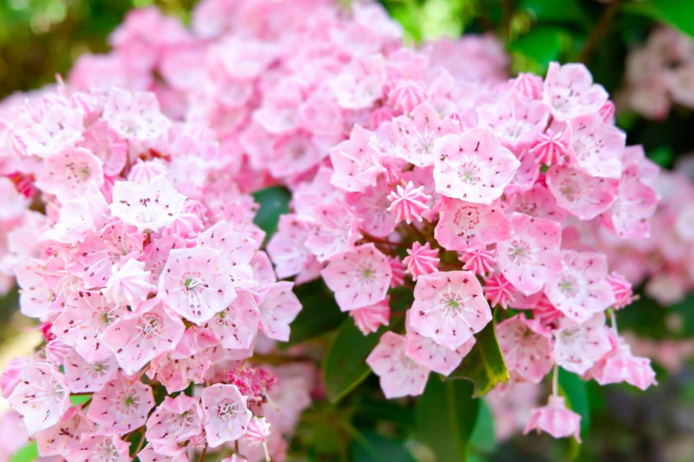 Ultimate Guide to Kalmia Flower Meaning