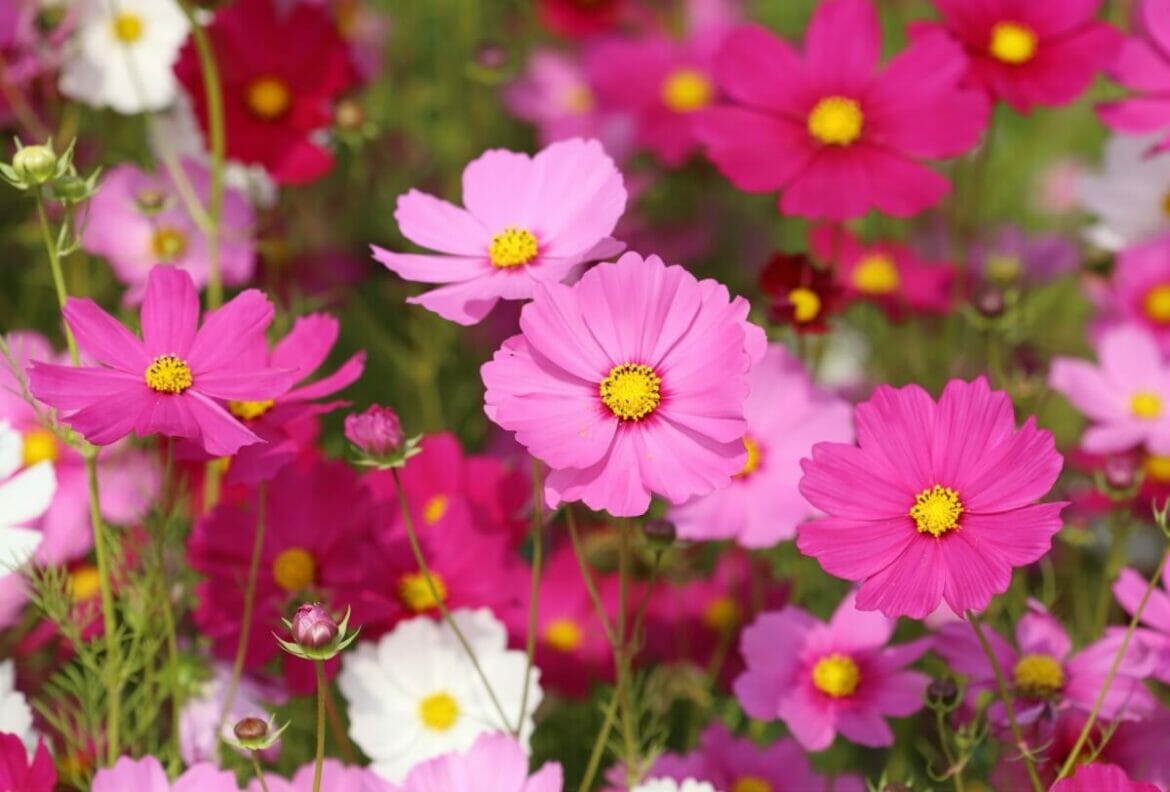 Ultimate Guide to Cosmos Flower Meaning Petal Republic