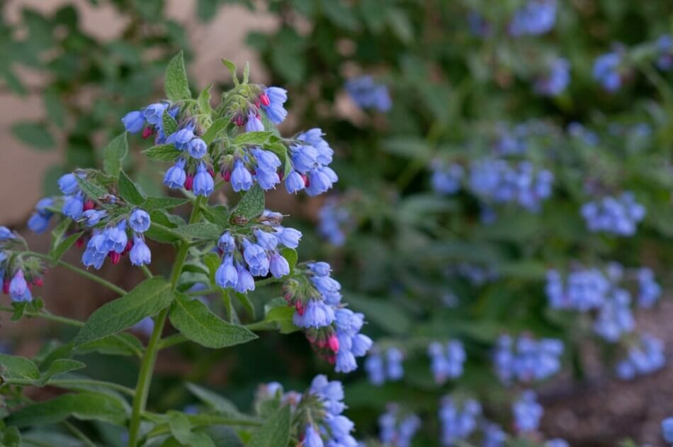 Virginia Bluebells (Mertensia virginica)