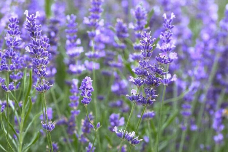 20 of the Most Fragrant Purple Flowers Petal Republic
