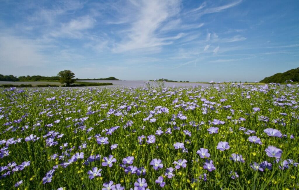 When are Flax Flowers in Season?