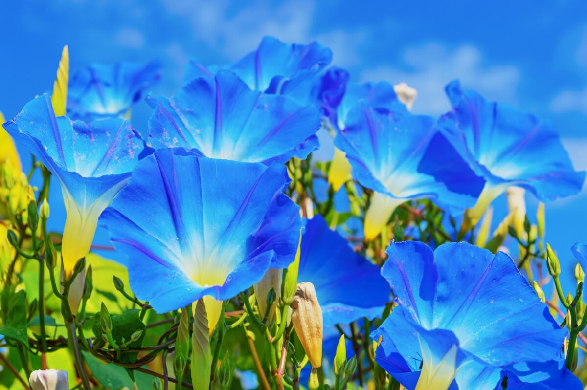 55 Best Types of Blue Flowers with Names & Pictures - Petal Republic