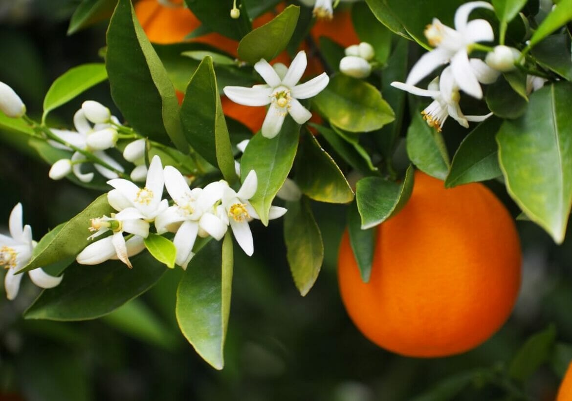 Ultimate Guide to Orange Blossom Meaning and Symbolism - Petal Republic