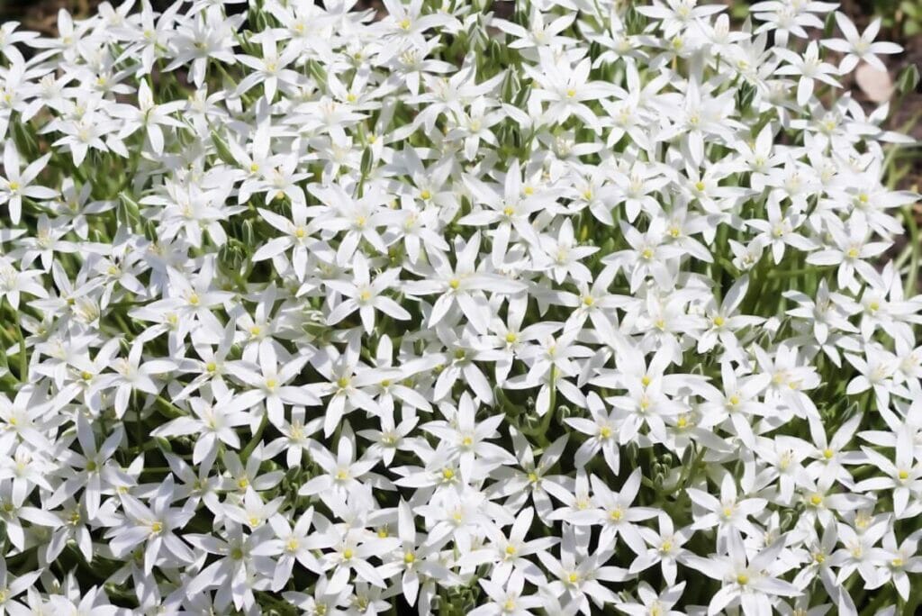 About Star of Bethlehem Flowers