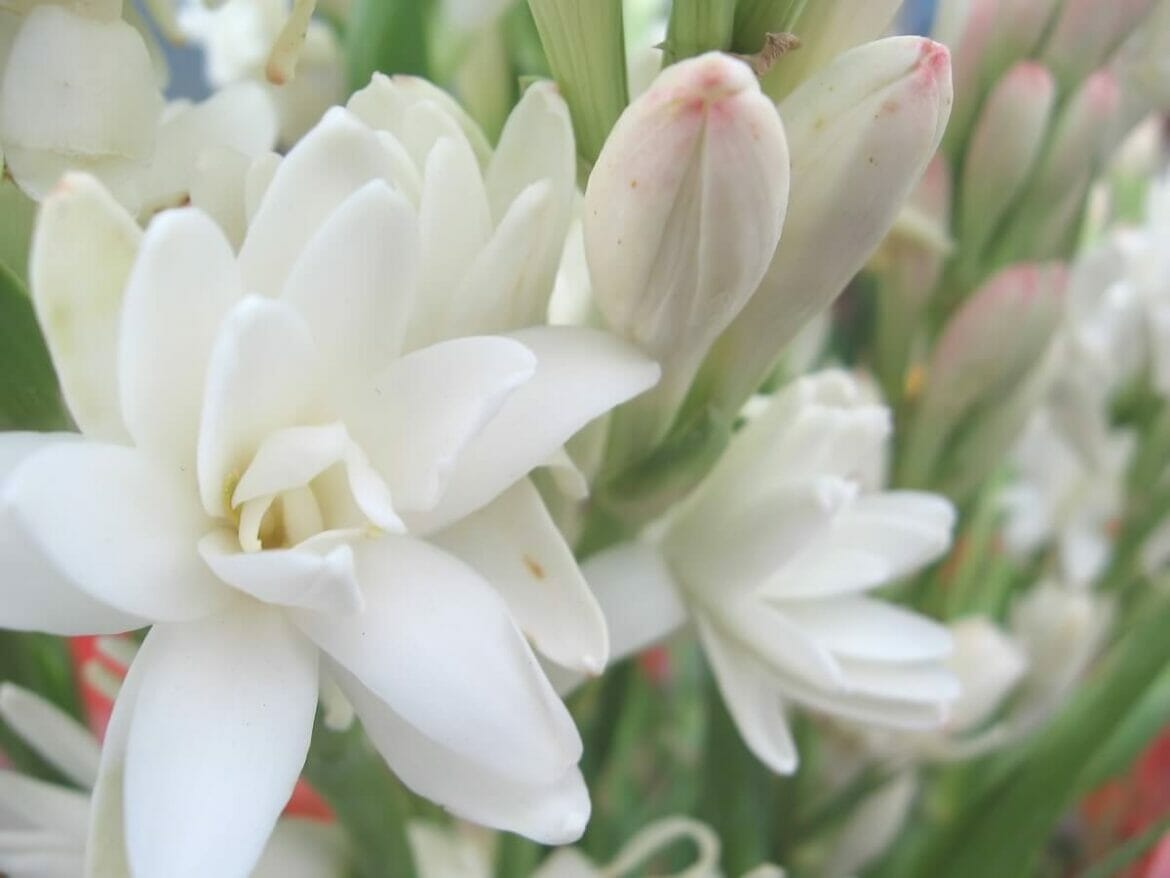 Tuberose Flower Meaning and Symbolism Petal Republic