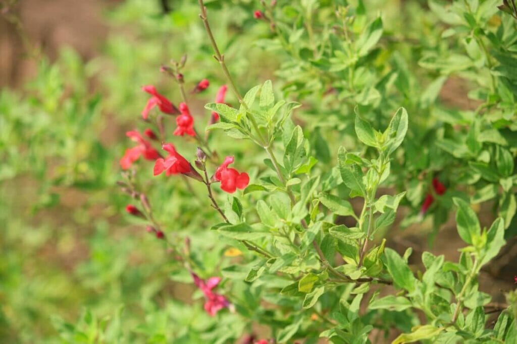 Autumn Sage Light Preferences
