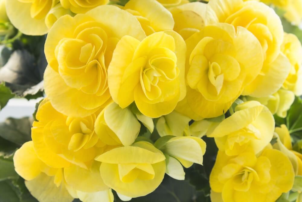 A collection of soft yellow Begonias in bloom