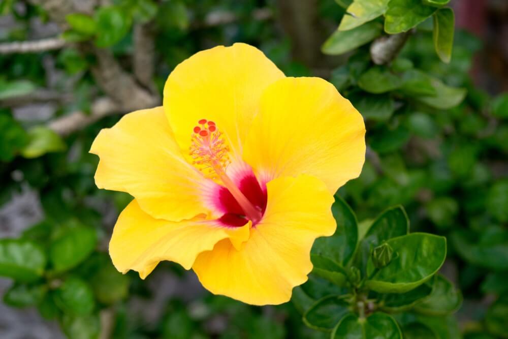 A single bright yellow Chinese Hibiscus (Hibiscus rosa-sinensis) flowers in bloom
