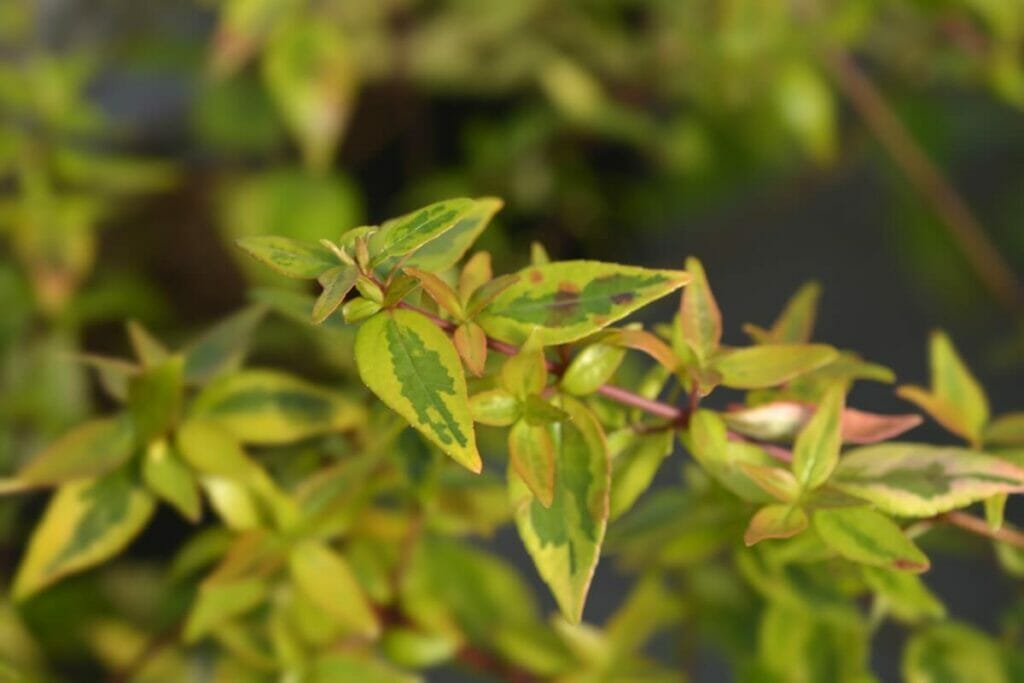 A close shot of an Abelia Kaleidoscope plant growing in a garden