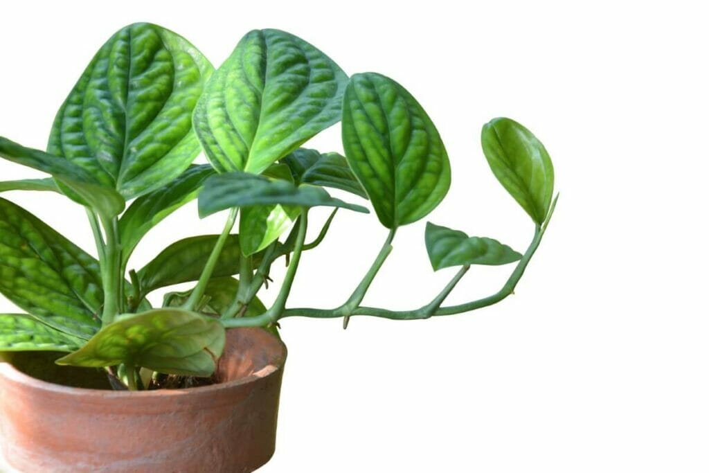 A monstera peru plant in a clay plant pot displaying green leaves