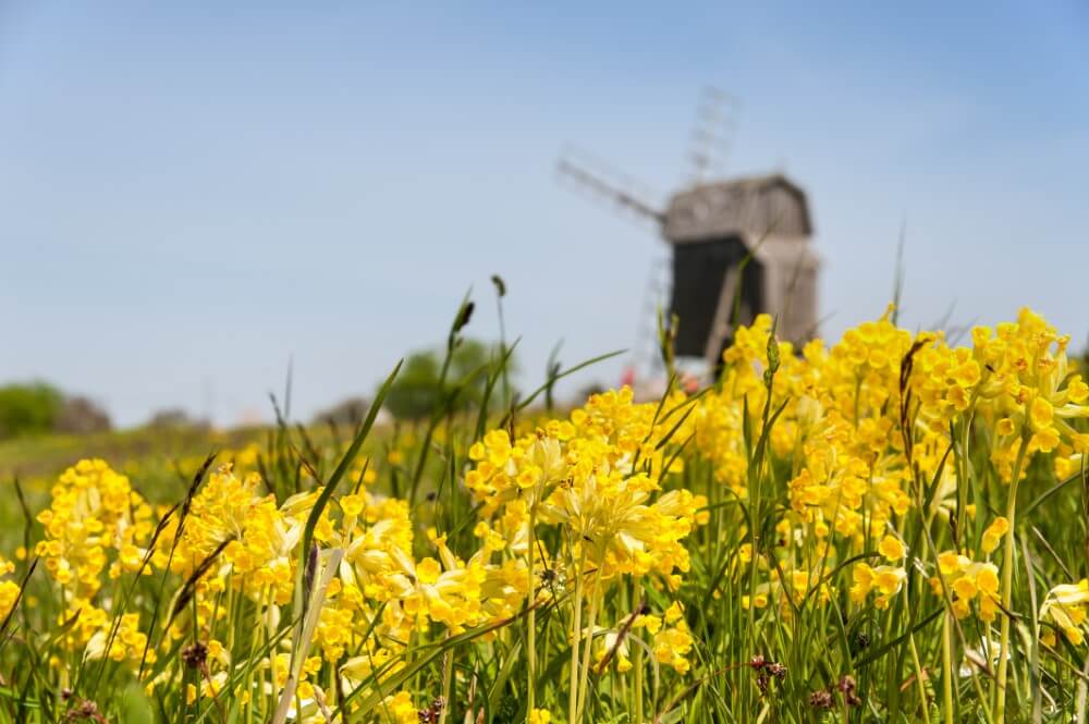 A field filled with yellow Cowslip (Primula veris) flowers in bloom with a windmill in the background against a pale blue sky