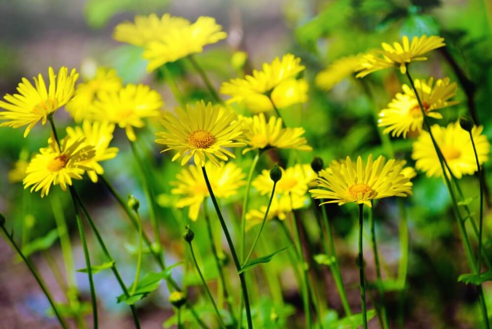 A cluster of yellow daisies growing in the wild