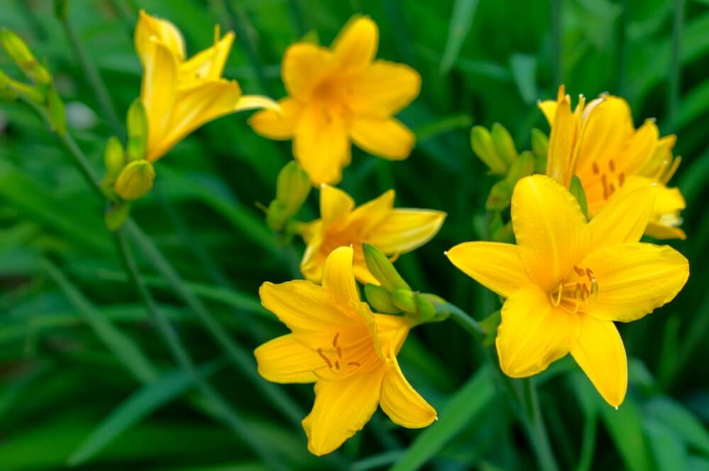 A cluster of trumpet-like yellow Daylily flowers in bloom