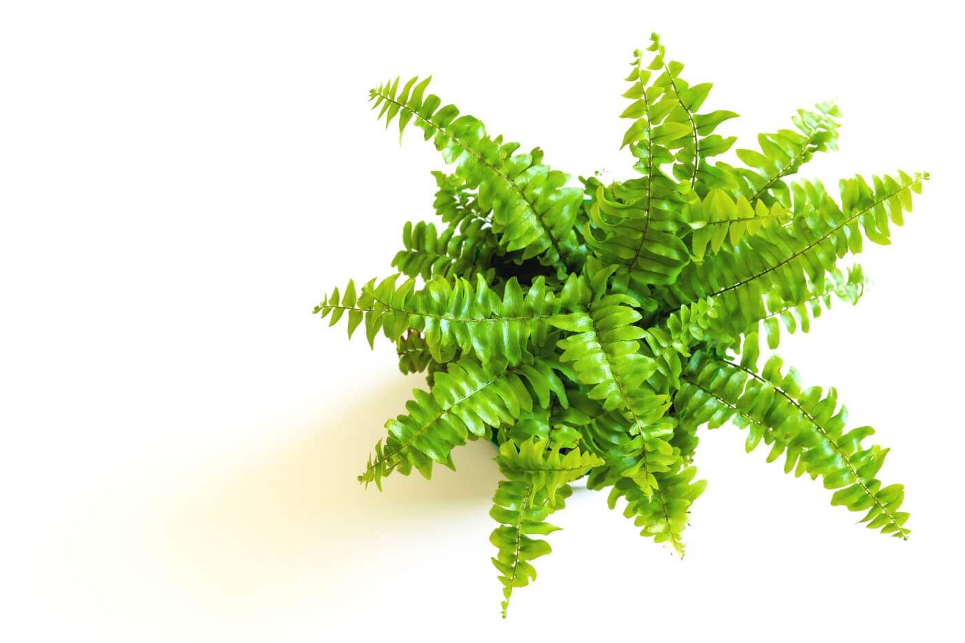 Feeding and Fertilizing Boston Ferns (Essential Tips) - Petal Republic