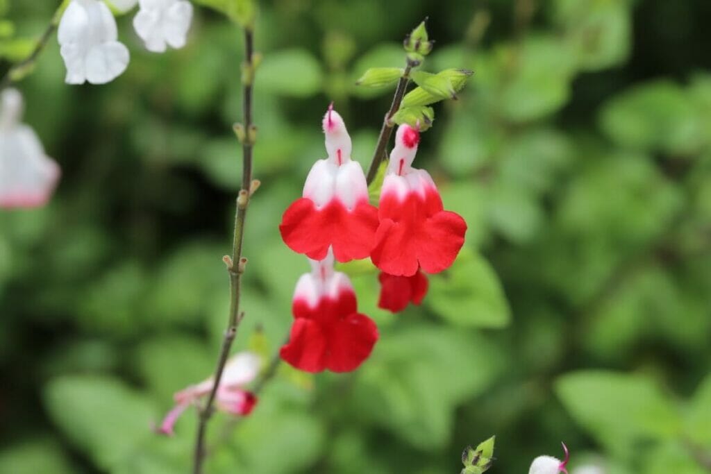 Growing From Seed vs. Planting Nursery Plants