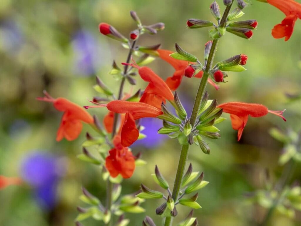 A close shot of Texas Sage plant with red flowers grown from seed