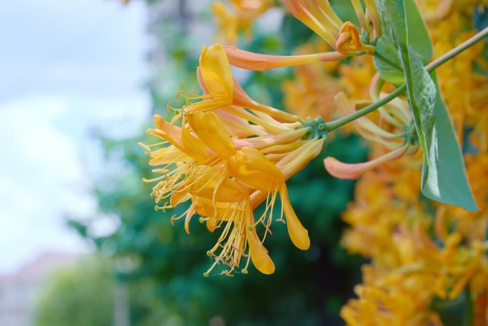 The tropical and exotic Honeysuckle (Lonicera) plant showcasing trumpet-like flower heads that orange to yellow in color