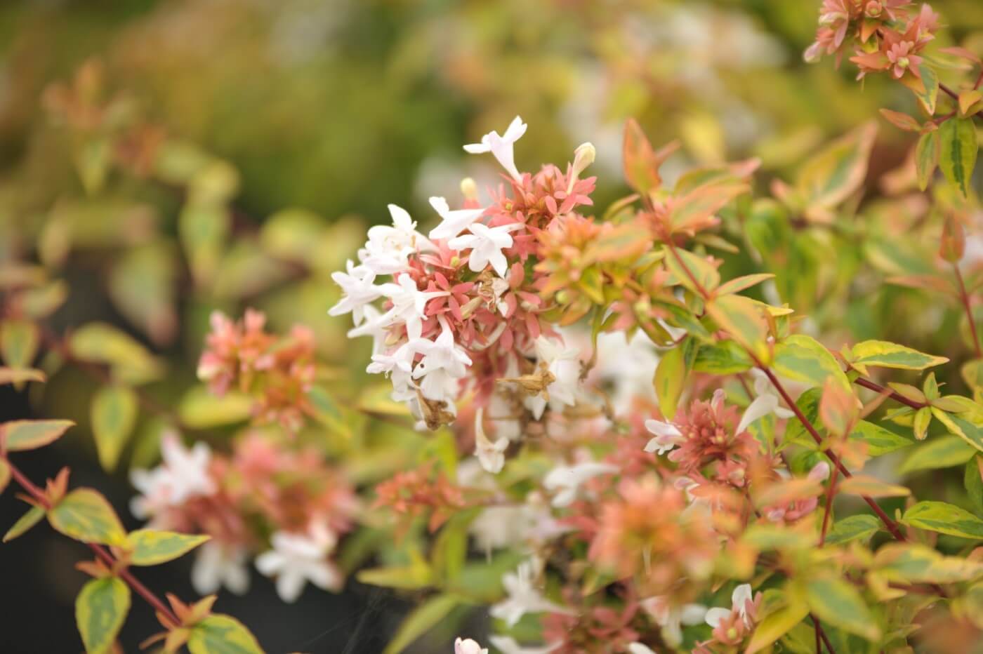 How To Grow Abelia Kaleidoscope at Home (Essential Tips)