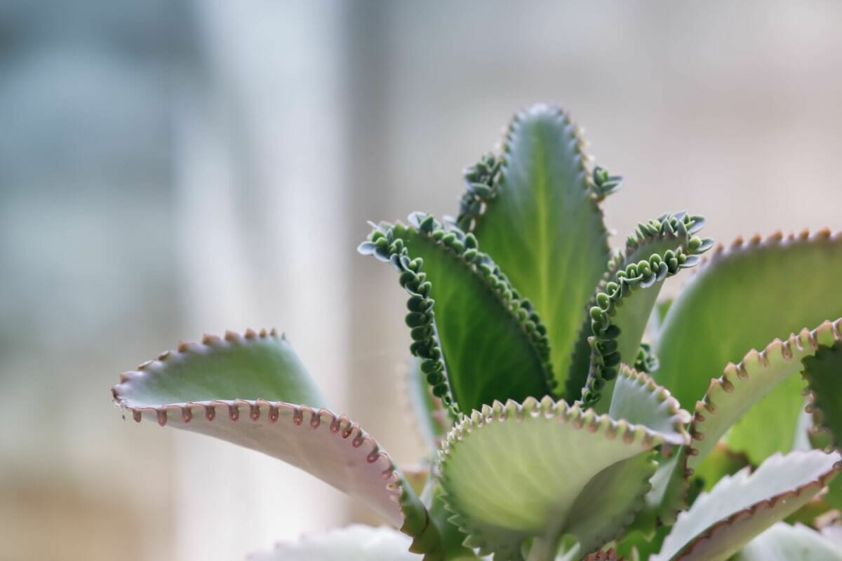 Kalanchoe Pinnata Plant Care Essentials - Petal Republic