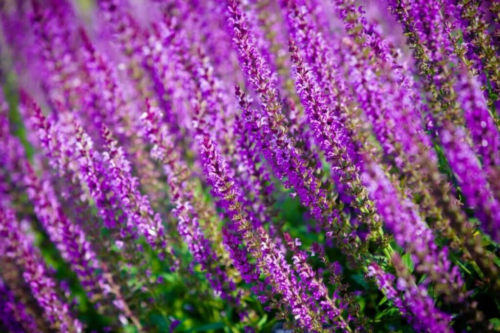 A cluster of purple flowering Salvia nemorosa