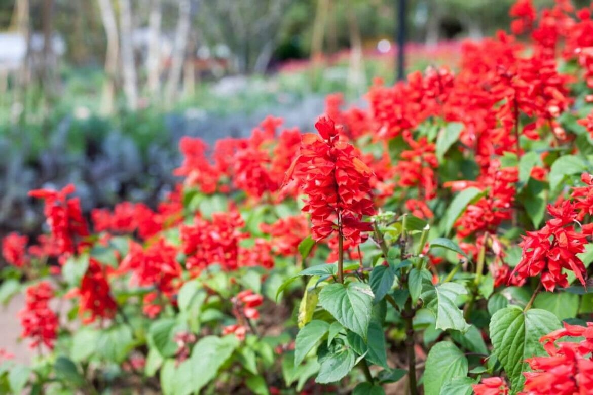 How to Grow Scarlet Sage Flowers in Your Garden Petal Republic