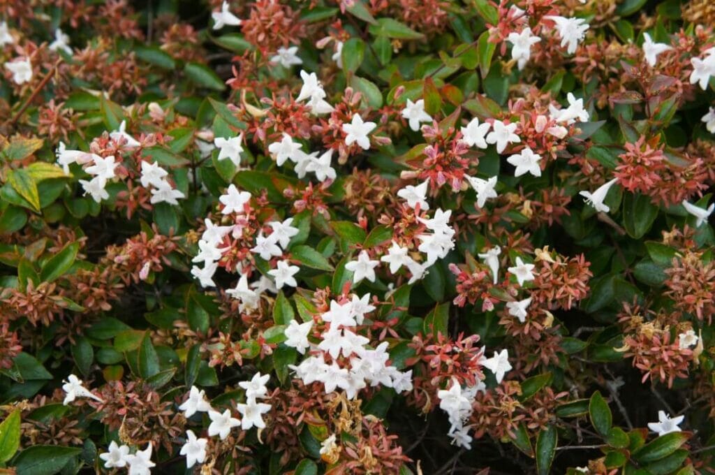 Abelia grandiflora plants in bloom showcasing an array of white flowers and red and green foliage