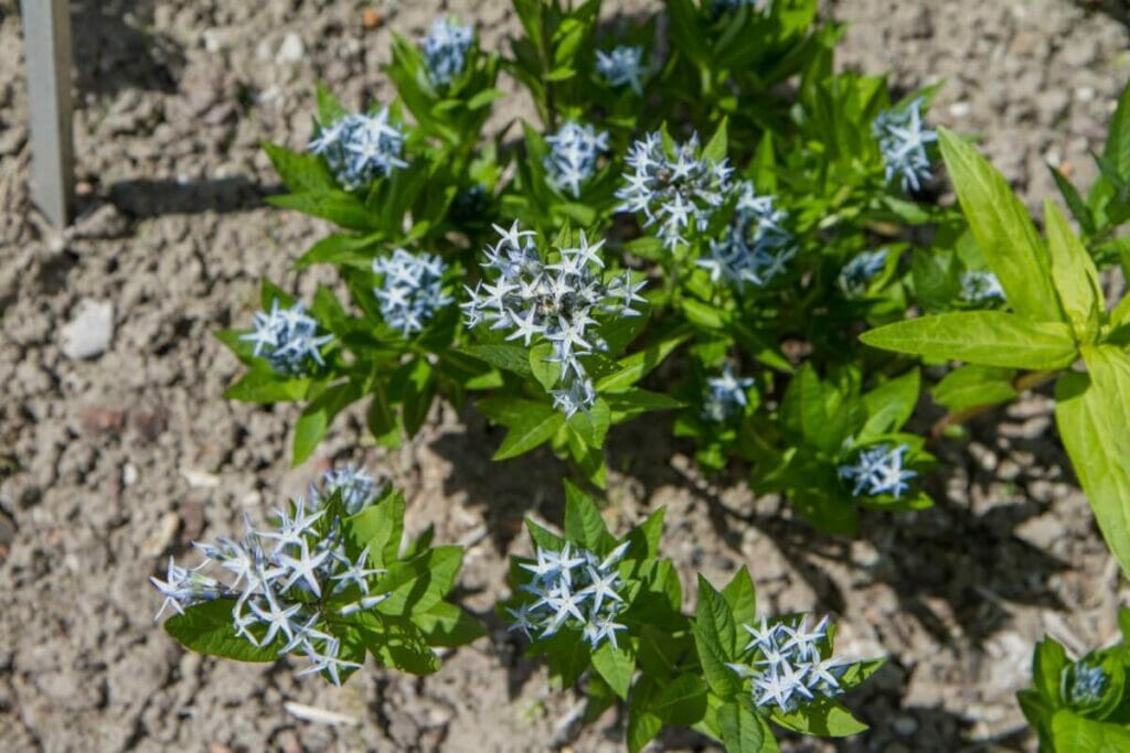 How to Grow Blue Star (Amsonia tabernaemontana)