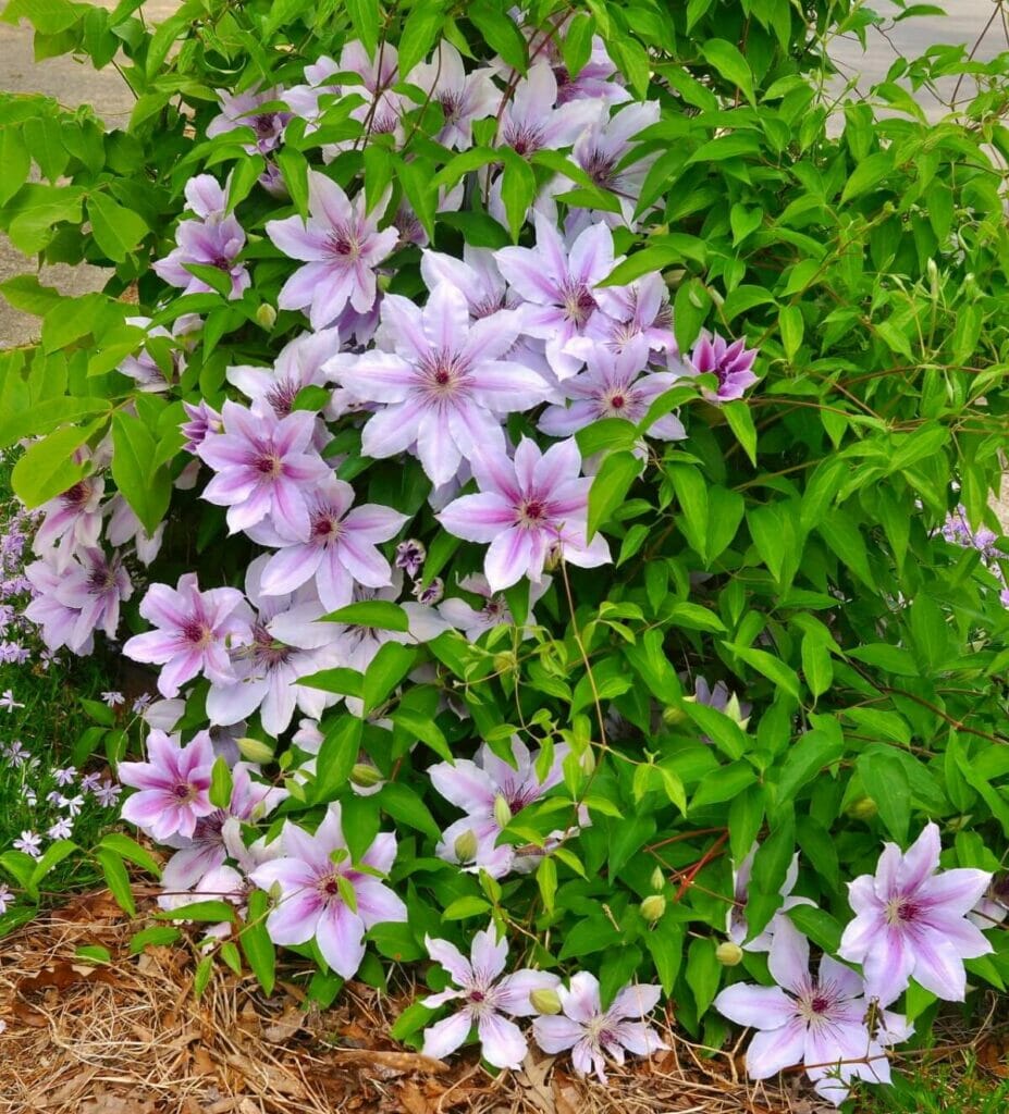 How to Grow Clematis Nelly Moser